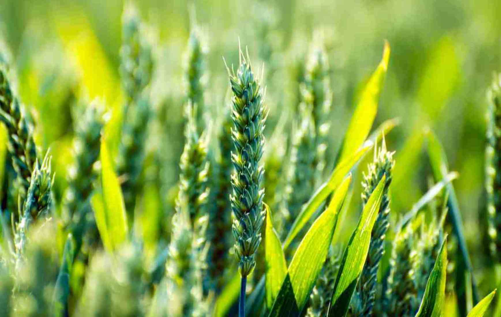 DeHaat partners with Global Bio Agri-Input Innovations to drive sustainability for Indian Farmers